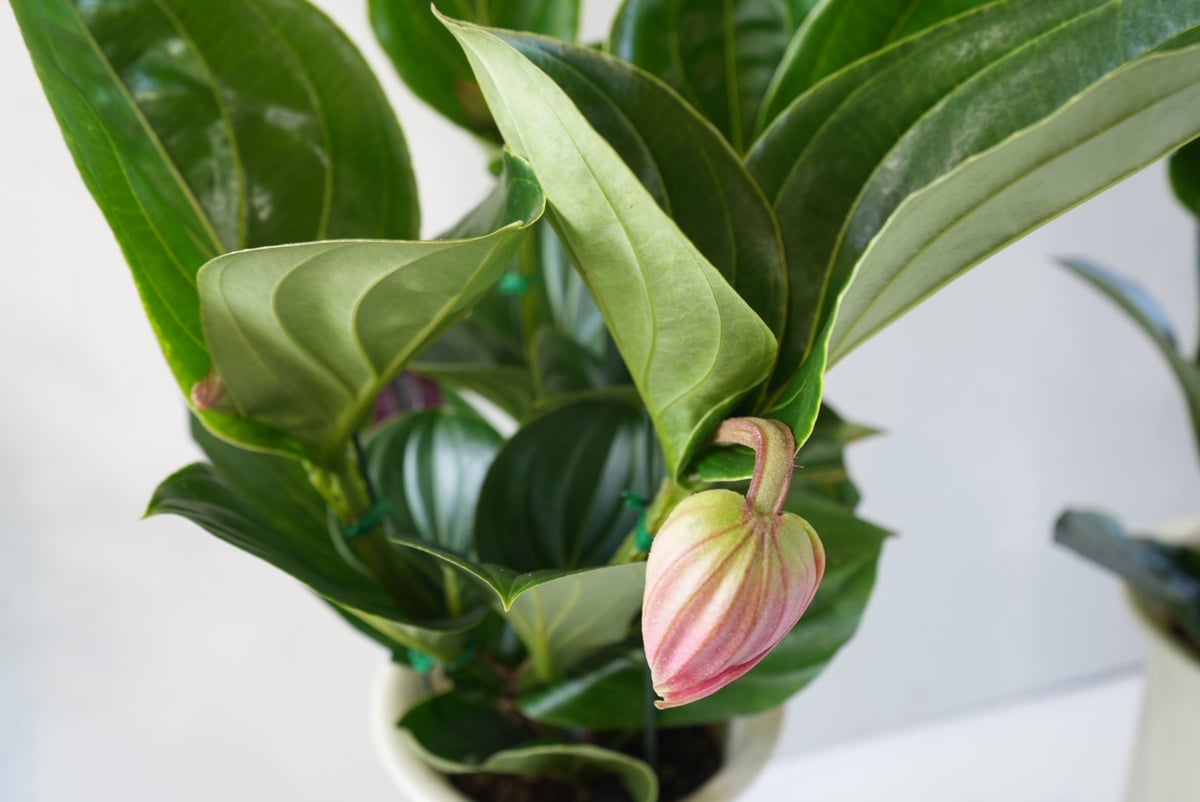 メディニラ マグニフィカ フラメンコ medinilla magnifica flamenco