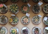 スキスマトグロッティス スコルテクニー 観葉植物 | インテリア