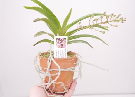 〖再入荷〗ネオスティリス ピンキー ワイルドな根 蘭 つぼみ付き 紅斑点の花 甘い香り