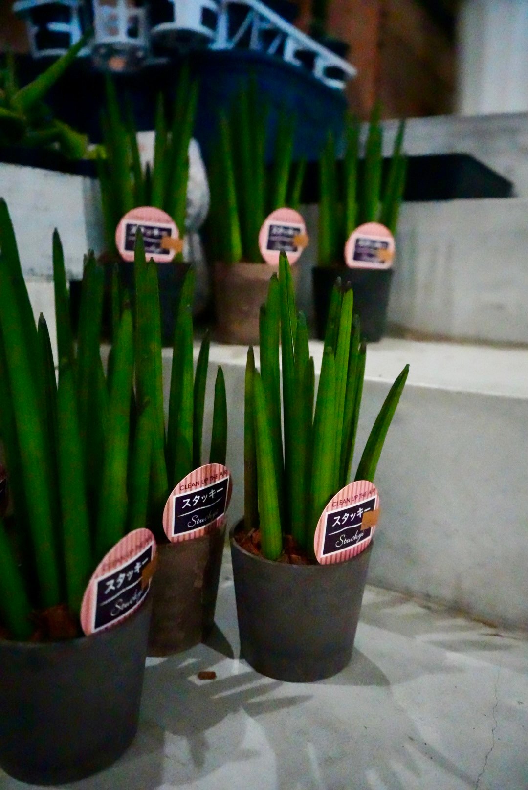 サンセベリア スタッキー 3.5号 空気清浄効果抜群 スタイリッシュ