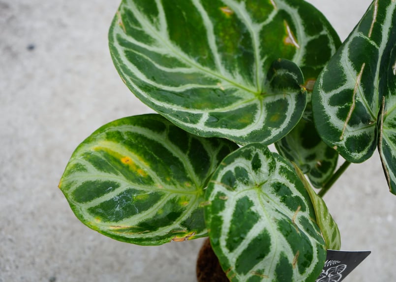 アンスリウム ドラヤキ クリスタリナム 3.5号 レア植物 モザイク