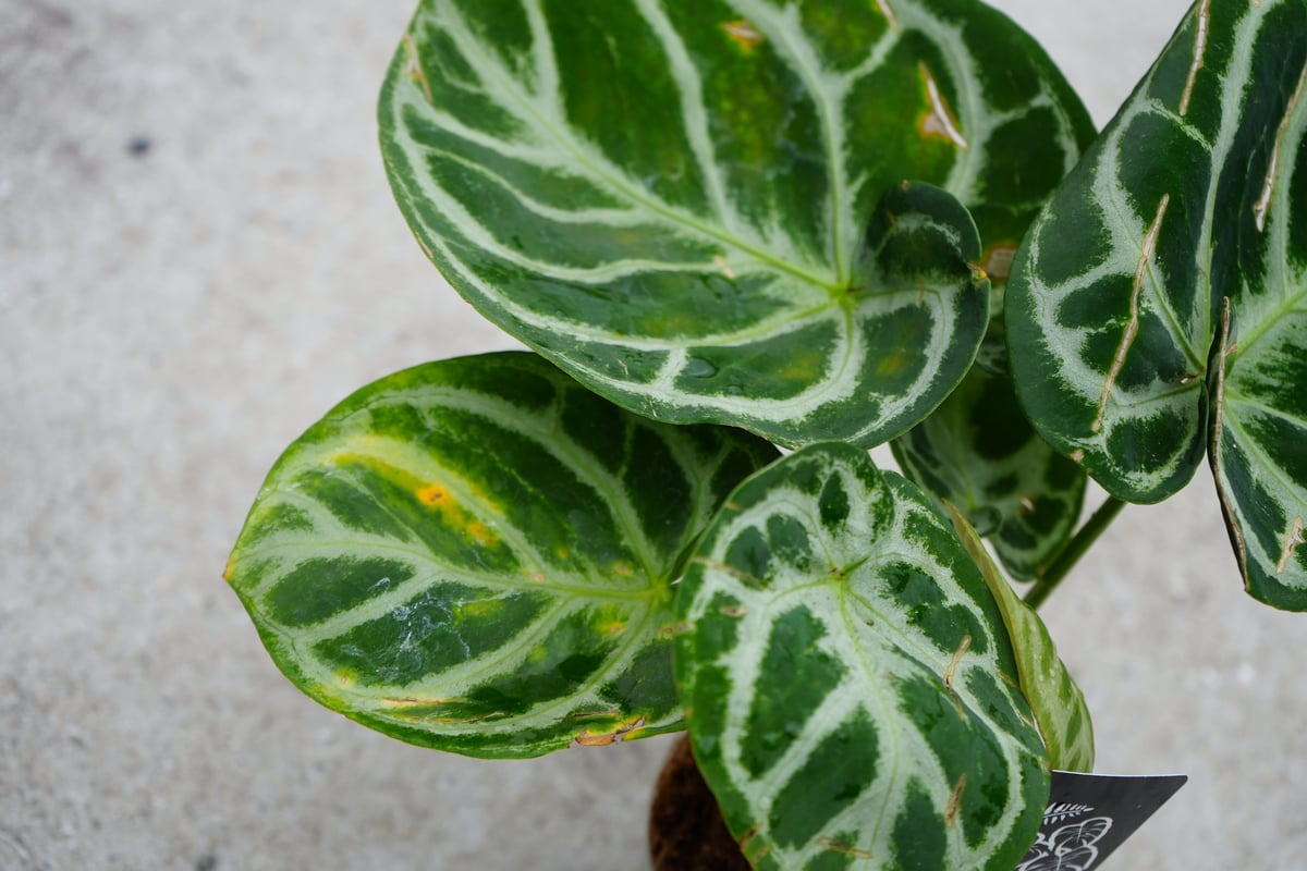 fit=scale-down,w=1200