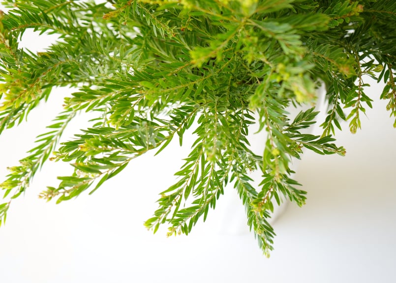 アカシア テレサ 6号 ボリューム鉢 春待ちの花 半耐寒性常緑樹 寒さで