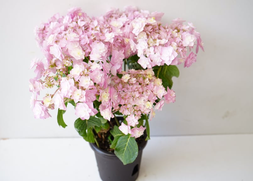 紫陽花 最新品種 No.22 | インテリアグリーンとギフトプランツ