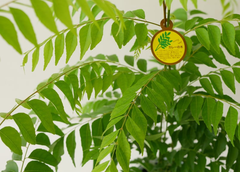 カレーリーフ カレーの木 ハーブ フレッシュな香りをご自宅で