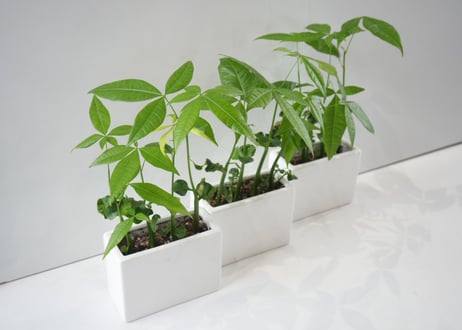 【コンパクト観葉植物】パキラ｜おしゃれなスクエア陶器鉢入り    初心者　ギフト　5号
