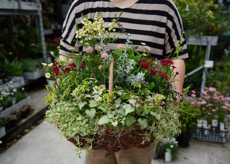 おまかせ】 季節の花苗籠よせ 10000円 両手いっぱいの寄せ植えを gift