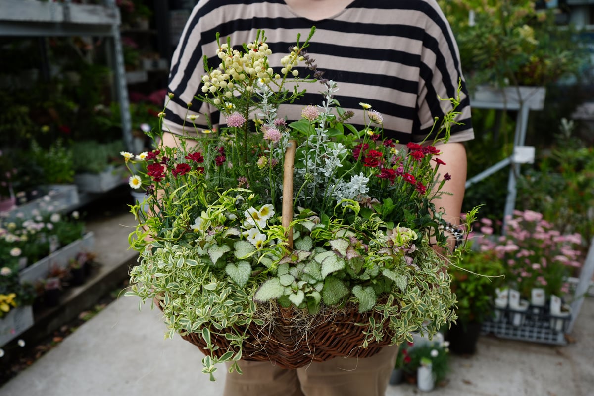 おまかせ】 季節の花苗籠よせ 10000円 両手いっぱいの寄せ植えを gift