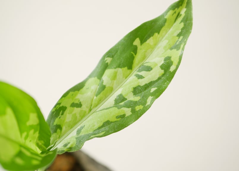 アグラオネマ ピクタム トリカラー 迷彩カラーが人気 観葉植物