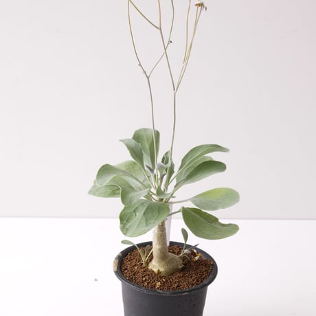 オトンナ　トリプリネルビア　冬型植物