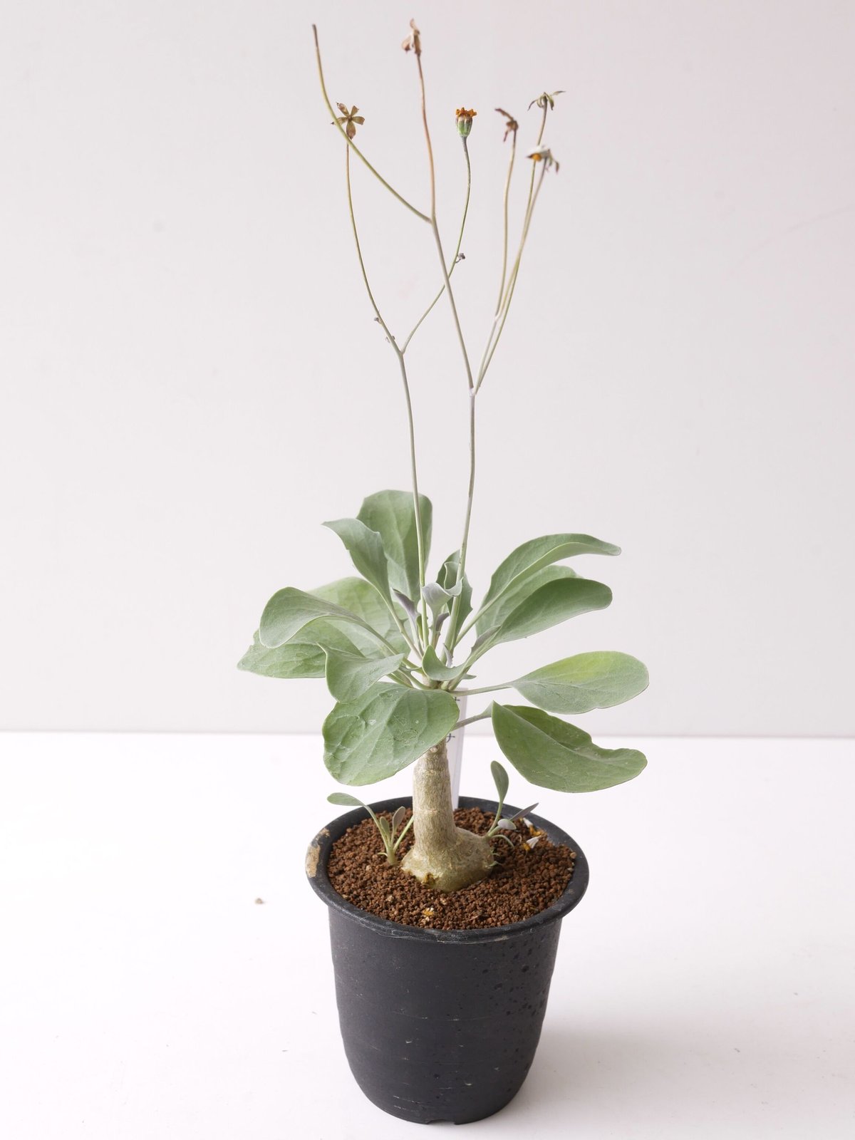 オトンナ トリプリネルビア 冬型植物 | インテリアグリーンと オトンナ トリプリネルビア 冬型植物 | インテリアグリーンと