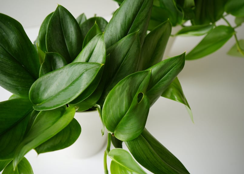 スキンダプサス トレビー ムーンライト 6号 シルバーに輝く