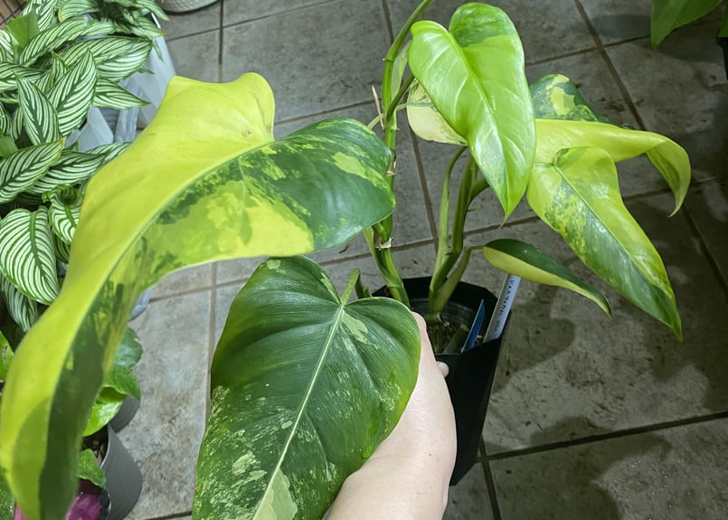 フィロデンドロン ドメスティカム 4号 観葉植物 斑入り レア フィロデンドロン ドメスティカム 4号 観葉植物 斑入り レア