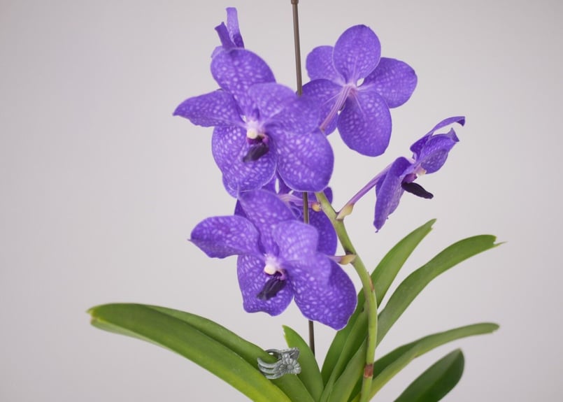 バンダ パチャラデライト パープル 鮮やかな花 洋ラン | インテリア