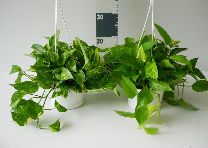 ポトス　AWドリーム　ハンギング ポトス AWドリーム ハンギング - メルカリ