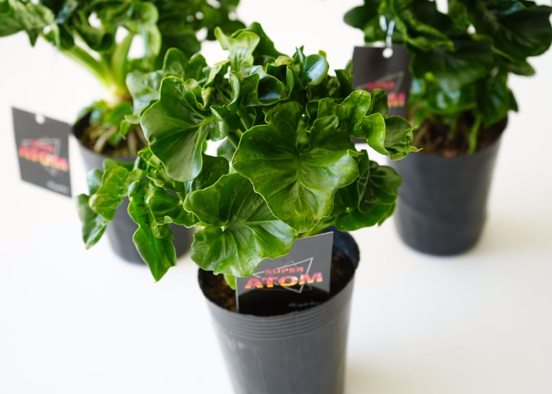 フィロデンドロン スーパーアトム 3.5号 ATOM 観葉植物 セローム 幹