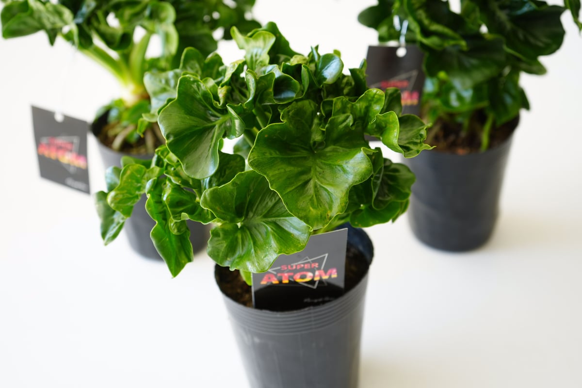 フィロデンドロン スーパーアトム 3.5号 ATOM 観葉植物 セローム 幹