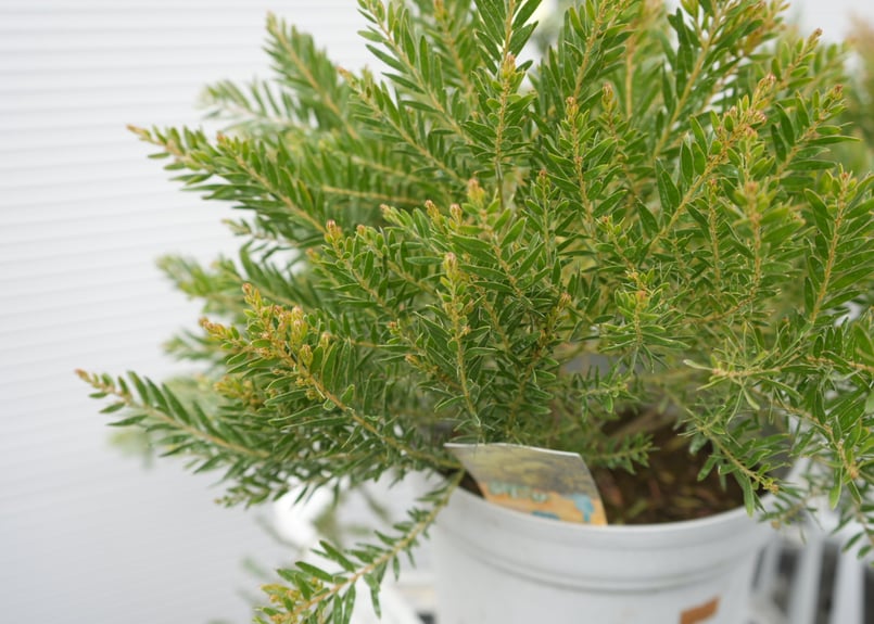 アカシア テレサ 6号 ボリューム鉢 春待ちの花 半耐寒性常緑樹 寒さで