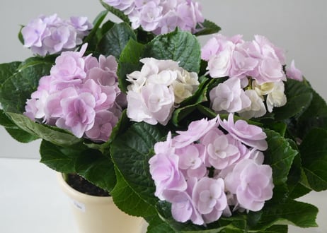 【花なし訳あり・限定４セット】紫陽花４種鉢セット｜地植え｜剪定済み｜希少種あり｜お買い得