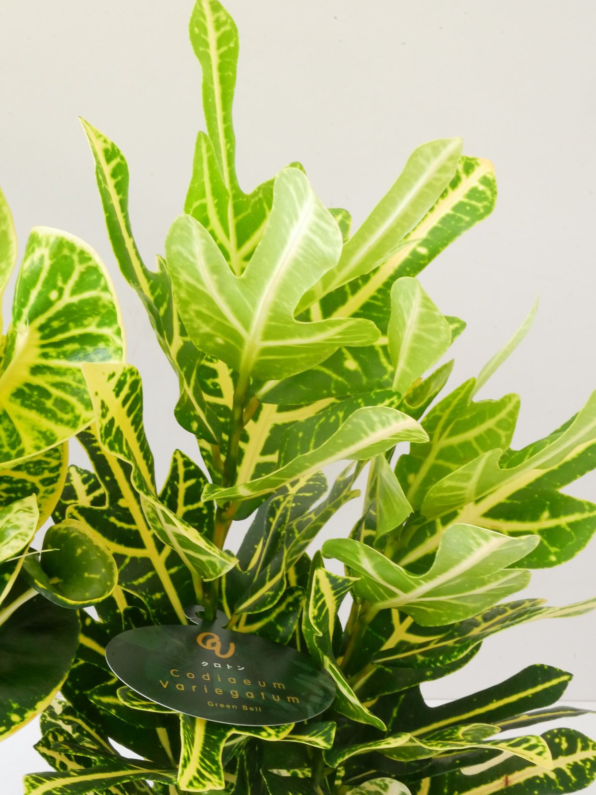 クロトン 常緑性低木 変葉木 観葉植物 | インテリアグリーンとギフト