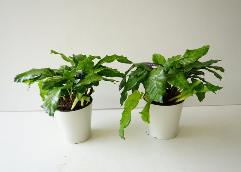 カラテア ムサイカ 5号 モザイク様の葉 珍しい 観葉植物 | インテリア