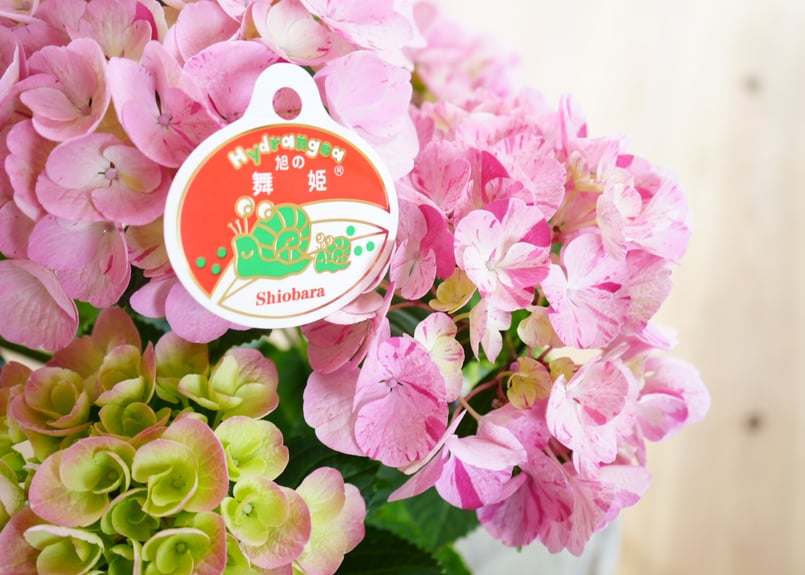 紫陽花様 リクエスト 2点 まとめ商品 ペコ様 リクエスト 2点 まとめ