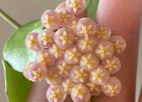 ホヤ オブスクラ 4号 吊り　紅葉する葉 ピンクのお花が可愛い