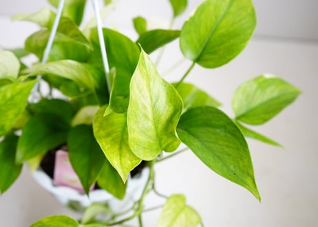 ポトス　テルノハナハナ　テルノシリーズNo4　観葉植物  爽やか