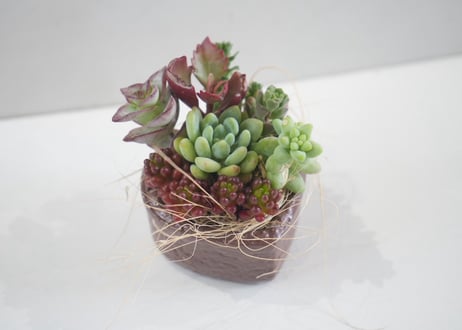 ハート型 チョコタルト 鉢 の 多肉植物 寄せ植え｜可愛い ギフト・インテリアグリーン　ハート タルト (チョコ) 寄せ植え 多肉植物　母の日　2026