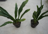 クリスマスローズ ステルニー ロッキーズ H. × sternii 