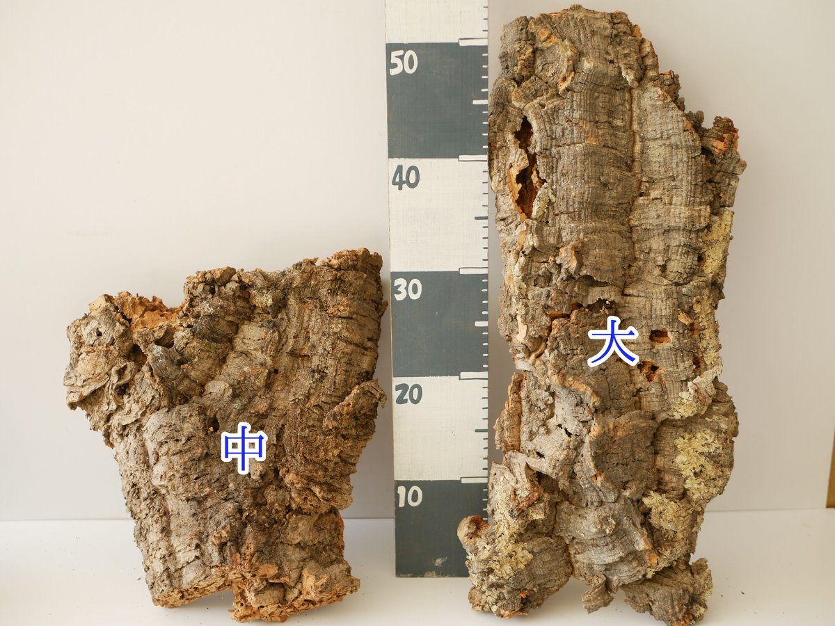 大型 ビカクシダ 'veitchil コルク 板付け インテリア 大型 ビカクシダ 'veitchil コルク 板付け インテリア