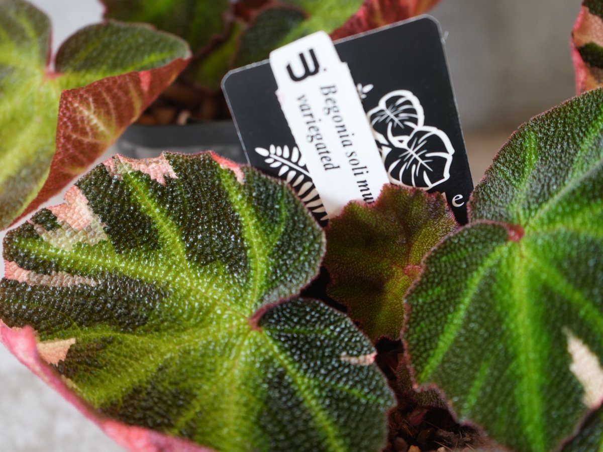 専用❣️Begonia Solimutata variegated ソリムタータ Begonia Soli-mutata variegated (Sun-changing Begonia