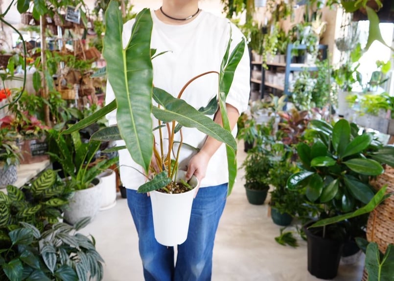 フィロデンドロン ビレッタエ 5号 オレンジの茎 珍しい