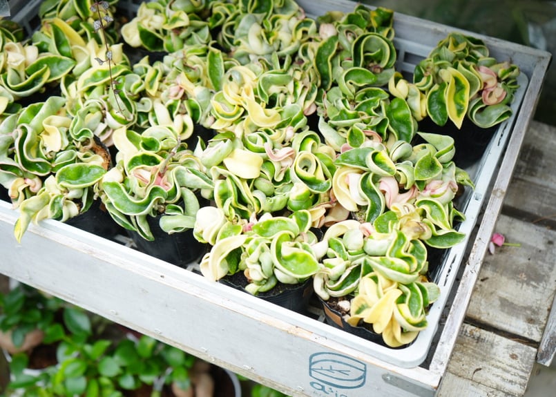 ホヤ カルノーサ コンパクタ 斑入り 3号 バリエガータ くるくるの