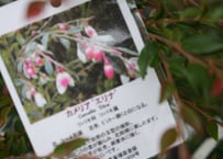 クリスマスローズ ステルニー ロッキーズ H. × sternii 