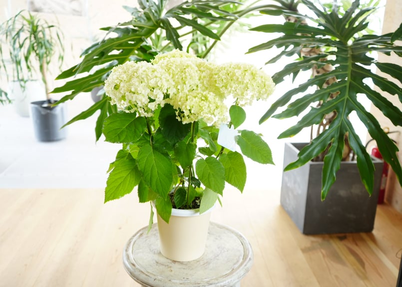 紫陽花 アナベル 光 キラリ 5号 母の日 贈り物 | インテリアグリーンと