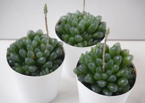 ハオルチア オブツーサ 3号｜透明な窓が美しい多肉植物｜室内インテリア・初心者にもおすすめ