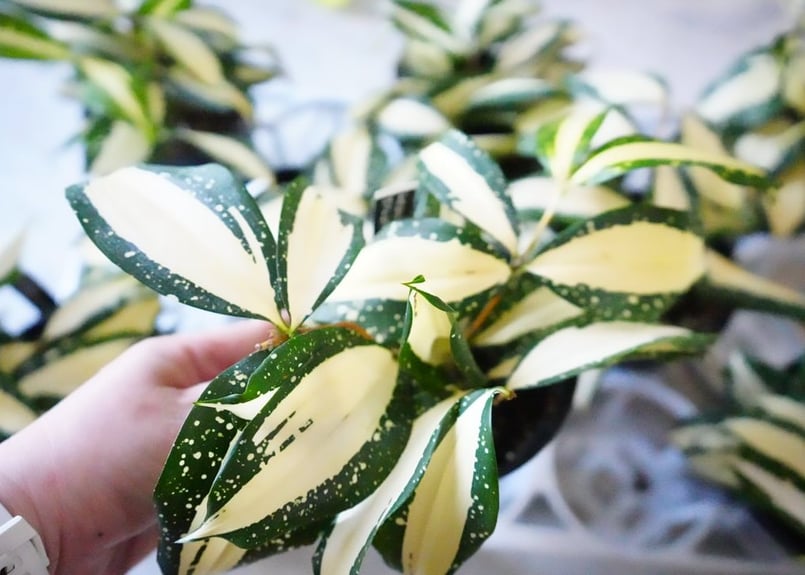 珍しい ドラセナ ゴッドセフィアナミルキーウェイ 4号 美しい斑入り