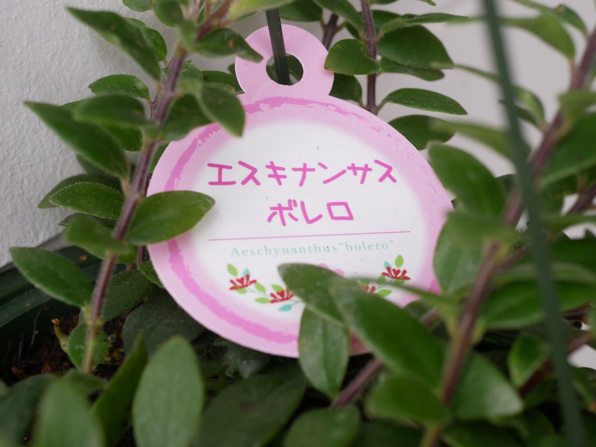 エスキナンサス ボレロ 5号 吊り鉢 ハンギング さわやかグリーン