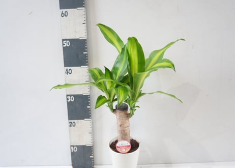 ドラセナ マッサンゲアナ（幸福の木）4号ポット｜観葉植物 室内 インテリアグリーン 初心者 育てやすい おしゃれ ギフト｜ﾏｯｻﾝｹﾞｱｰﾅ マッサン 4号