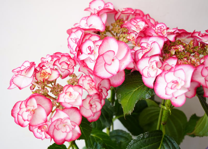 紫陽花 YULIKA 5号 縁取り鮮やかなピンク ユリカ 母の日 贈り物