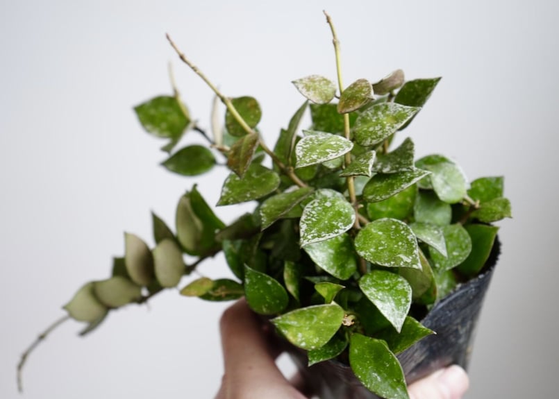 ホヤ クローニアナ スプラッシュ 3.5号 シルバーの斑入り レア