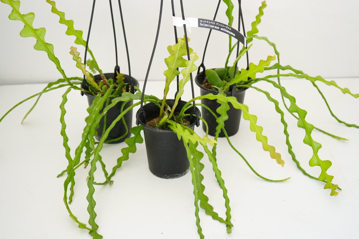 セレニケレウス アンソニーアナス 3.5号 サボテン ハンギング 観葉植物