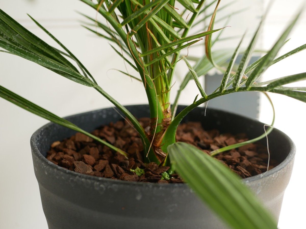 ココスヤシ シルバーリーフ ヤシ ナツメヤシ ドライガーデン