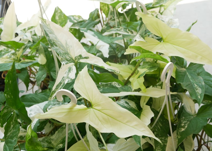 斑入りシンゴニウム苗観葉植物