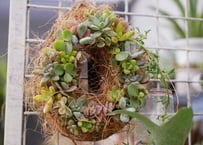 おまかせ 多肉植物リースS 丸型 お祝い お誕生日祝い