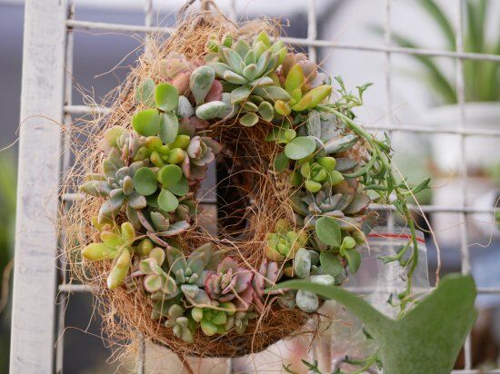 おまかせ 多肉植物リースS 丸型 お祝い お誕生日祝い おまかせ 多肉植物リースS 丸型 お祝い お誕生日祝い