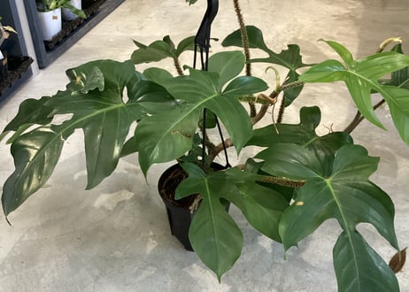 CATEGORY サトイモ科 | インテリアグリーンとギフトプランツ