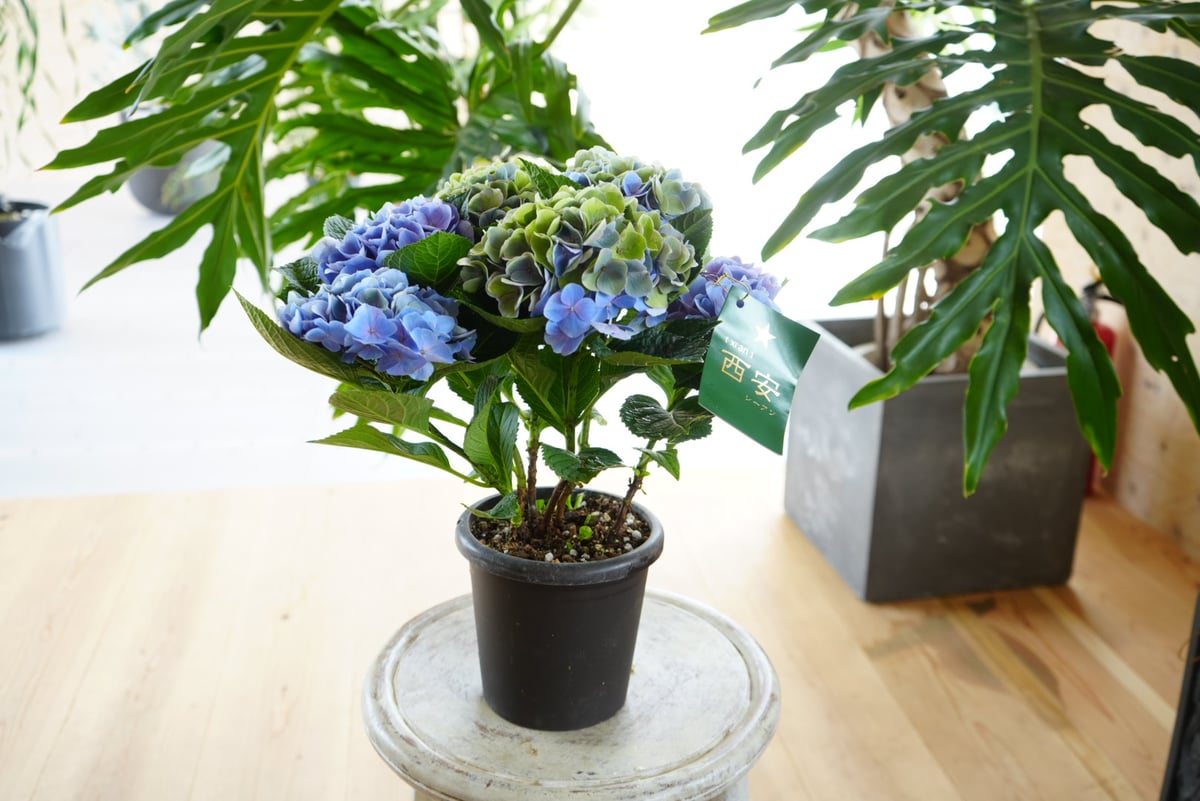 紫陽花 シーアン ブルー5号 底面給水 母の日 贈り物 ギフト