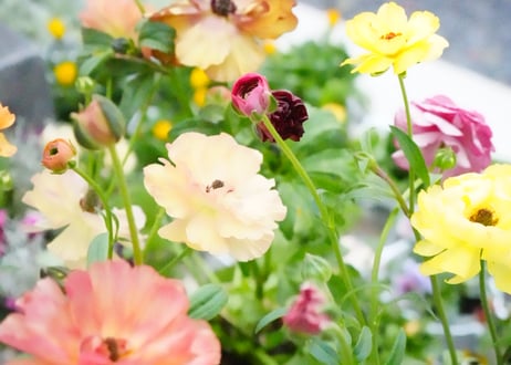 【おまかせ】 ラナンキュラス ラックスシリーズ 艶やかで輝く花 毎年楽しめる 人気シリーズ